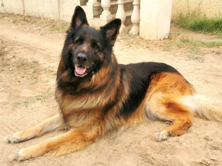 Recherche femelle Berger Allemand pour saillie