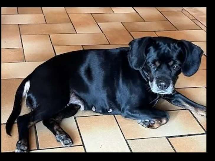 À la recherche d’une famille, chienne adulte