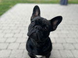 Hoppie, mâle Bouledogue Français noir disponible pour saillie