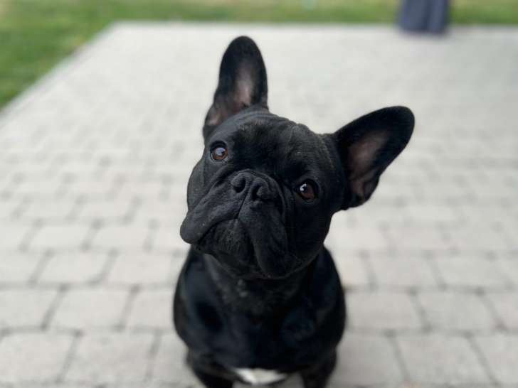 Hoppie, mâle Bouledogue Français noir disponible pour saillie