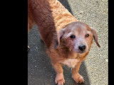 À adopter : chien au pelage roux