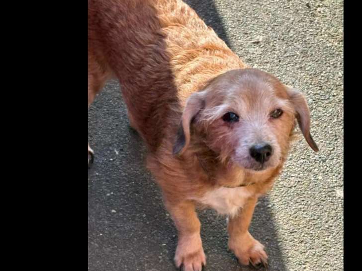 À adopter : chien au pelage roux
