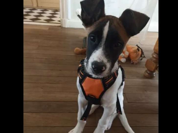 Disponible à l'adoption : chiot mâle tricolore