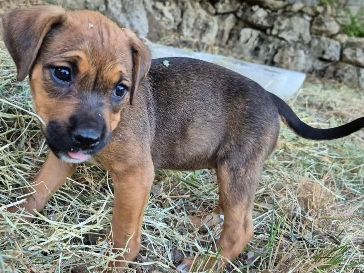 En attente d'adoption : chiot femelle fauve
