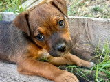 Prêt pour l'adoption : chiot mâle de 4 mois