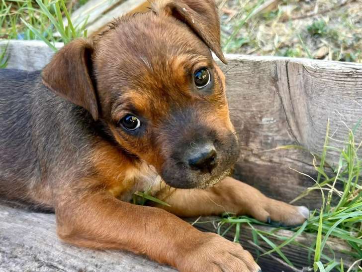 Prêt pour l'adoption : chiot mâle de 4 mois