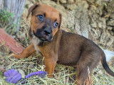 En attente d’une famille : chiot mâle au pelage fauve