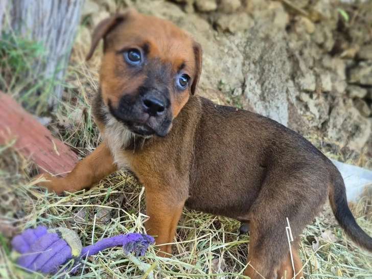 En attente d’une famille : chiot mâle au pelage fauve