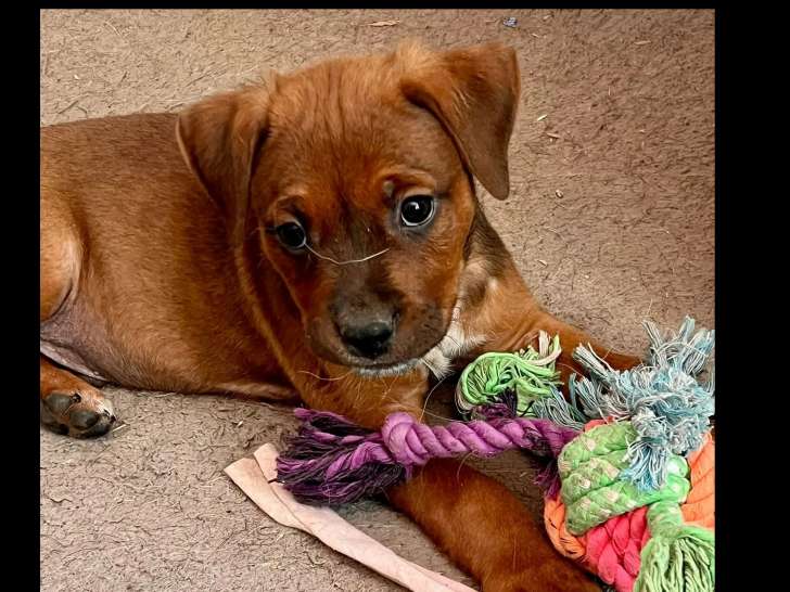 À accueillir : chiot mâle au pelage fauve