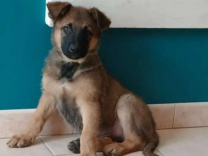 En quête d’une famille : chiot mâle Berger Malinois de 4 mois