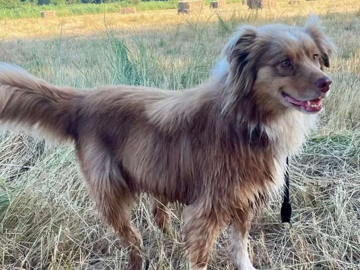Adoption disponible : chien Berger Australien rouge merle
