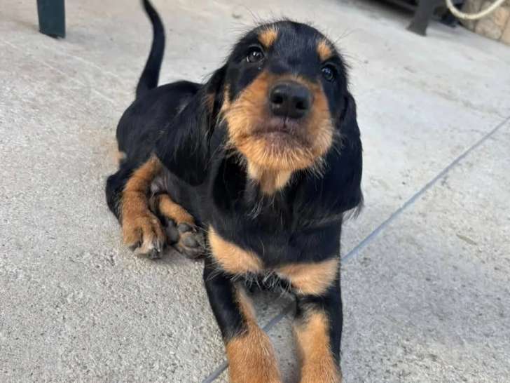 À la recherche d'un foyer : chiot mâle noir et feu