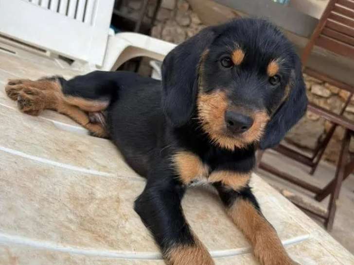 Chiot mâle noir et feu à adopter