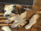 Chiots Saint-Bernard à vendre
