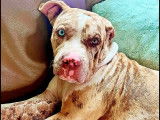 Chiot femelle American Bully à vendre