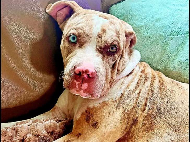 Chiot femelle American Bully à vendre