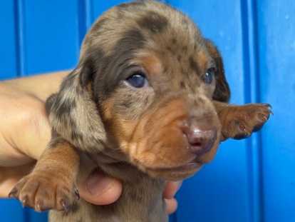 Sublime Teckel arlequin nain LOF à réserver