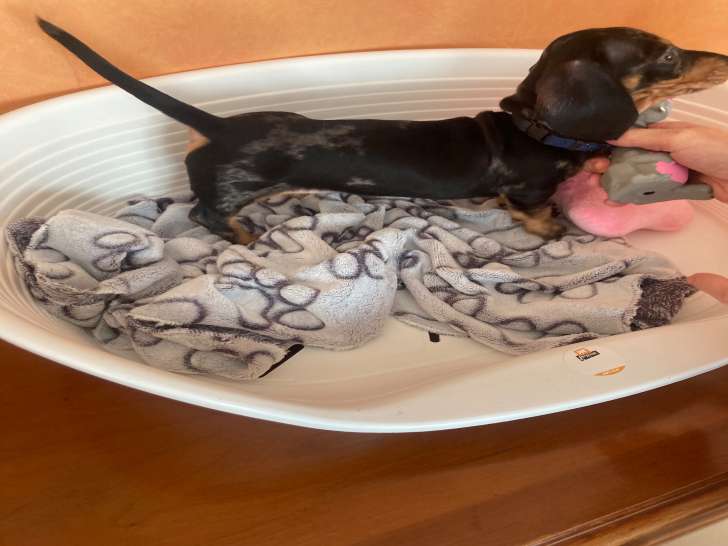 Chiot de race Teckel mâle à vendre