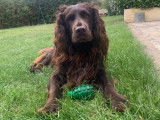 Chien Wachtelhund disponible pour saillie