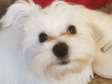Jeune mâle Bichon Maltais à vendre