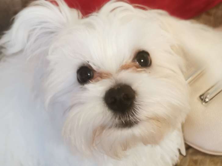 Jeune mâle Bichon Maltais à vendre