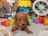 Chiot Maltipoo à vendre