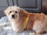 Waika, chienne de 9 ans à adopter