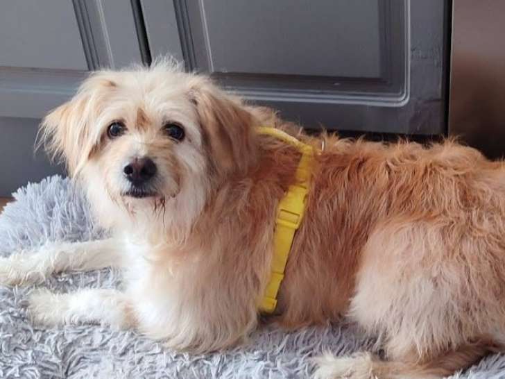 Waika, chienne de 9 ans à adopter