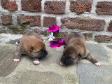 Chiots Shiba Inu à vendre