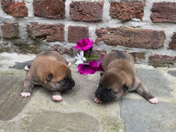Chiots Shiba Inu à vendre
