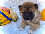 Chiots Shiba Inu à vendre