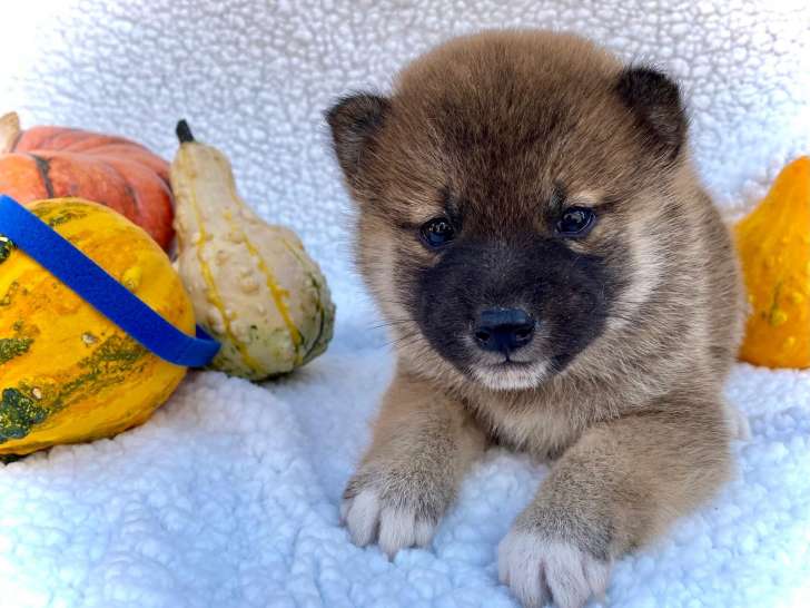 Chiots Shiba Inu à vendre