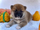 Chiots Shiba Inu à vendre