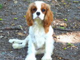 Chiot mâle Cavalier King Charles à vendre