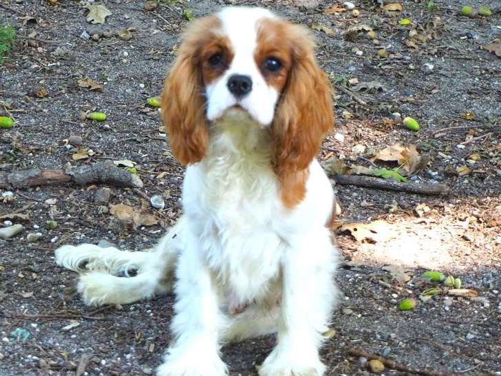 Chiot mâle Cavalier King Charles à vendre