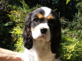 Cavalier King Charles mâle LOF à vendre