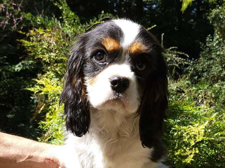Cavalier King Charles mâle LOF à vendre