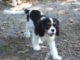 Cavalier King Charles mâle LOF à vendre