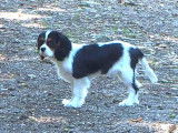 Cavalier King Charles mâle LOF à vendre