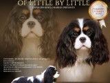 Cavalier King Charles mâle LOF à vendre