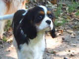 Cavalier King Charles mâle LOF à vendre
