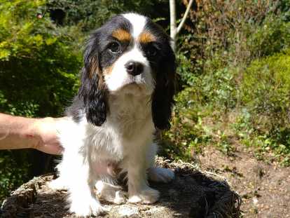 Cavalier King Charles mâle LOF à vendre