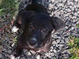 À adopter : chiot femelle noir