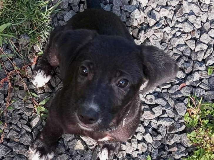 À adopter : chiot femelle noir
