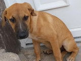 Disponible à l'adoption : chiot femelle de 7 mois