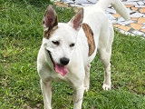 En attente d'adoption : chienne d'un an