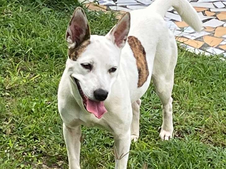 En attente d'adoption : chienne d'un an