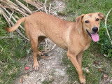 Prête pour l’adoption : chienne marron