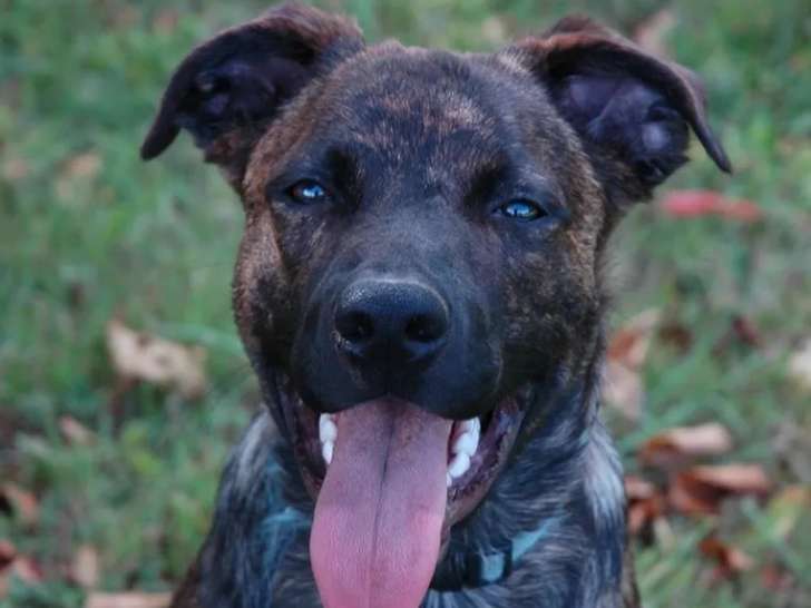 En attente d'une famille : chien bringé