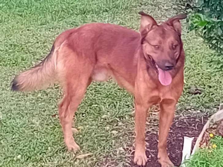 À accueillir : chien au pelage fauve